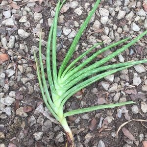 Aloe Vera Plant
